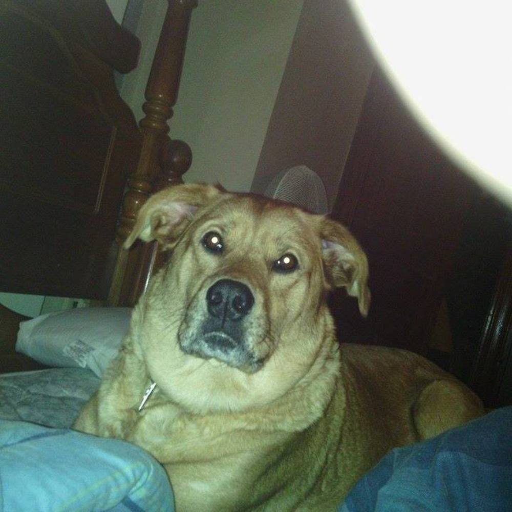 Meet your Posher, Brad